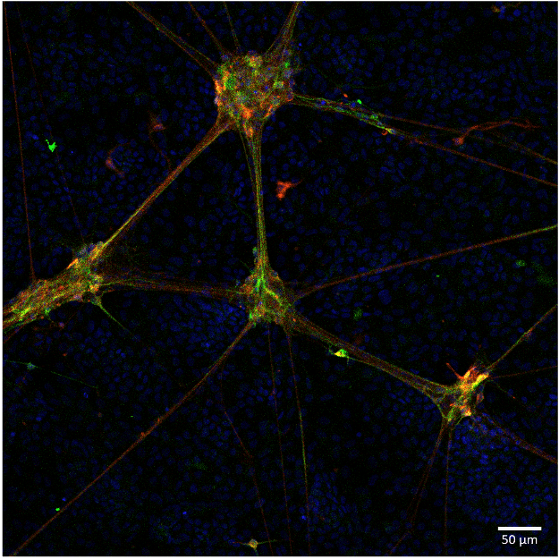 Immunostaining of Dopaminergic Neurons